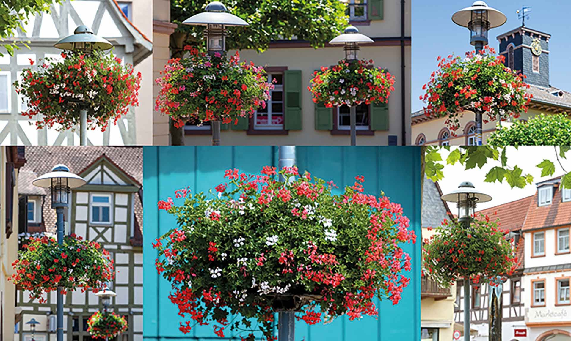 Blumenampel